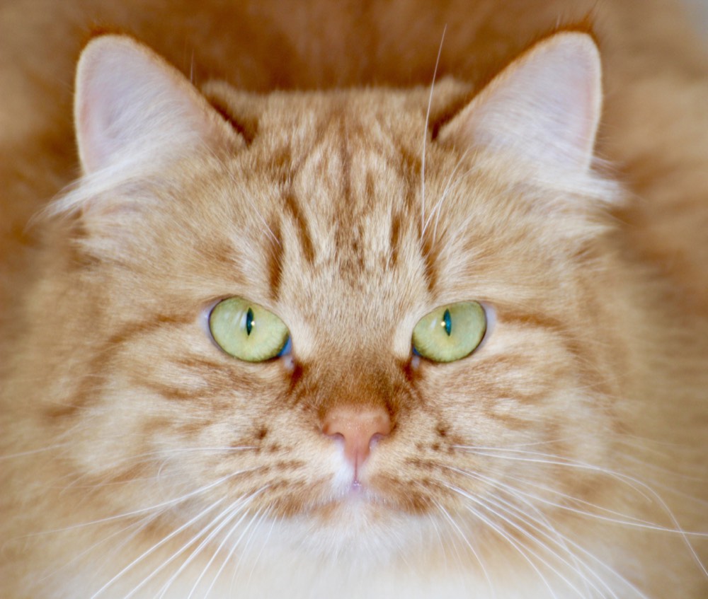 I gatti dell'allevamento