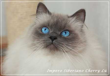 Impero Siberiano Cherry Lu