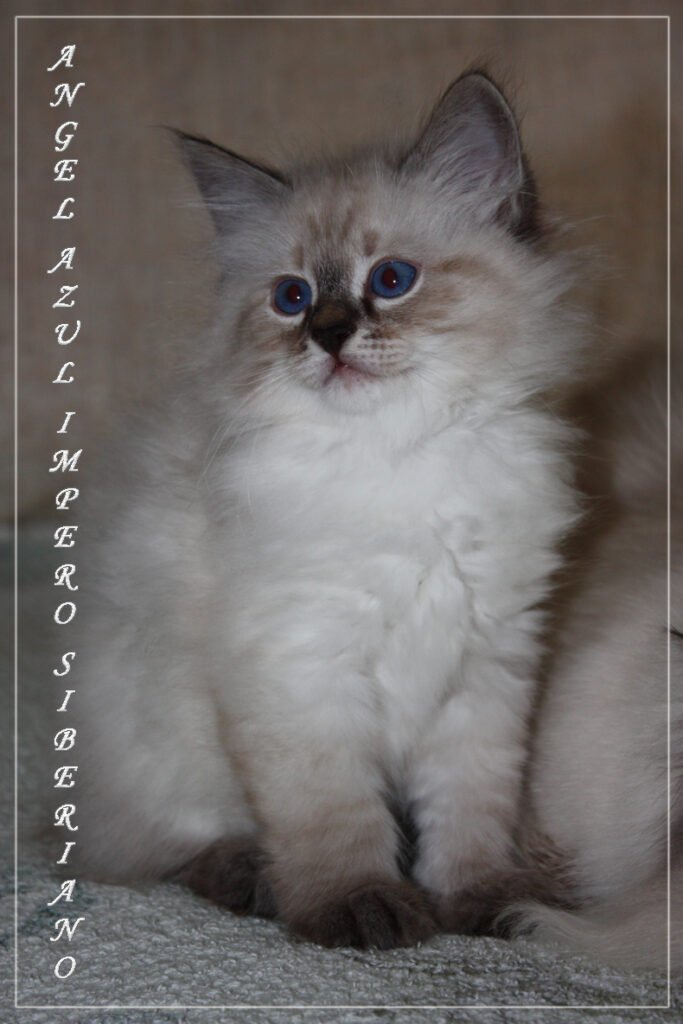 Angel Azzul Impero Siberiano