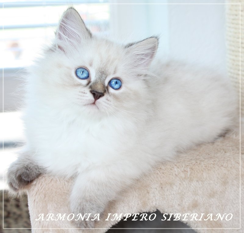 Armonia Impero Siberiano
