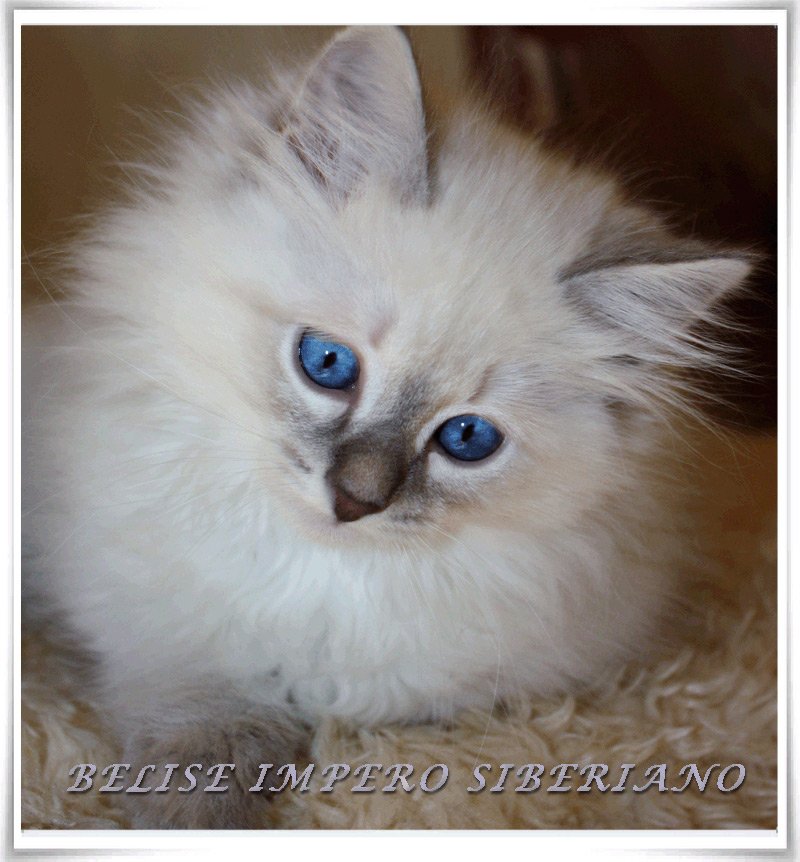 Belise Impero Siberiano