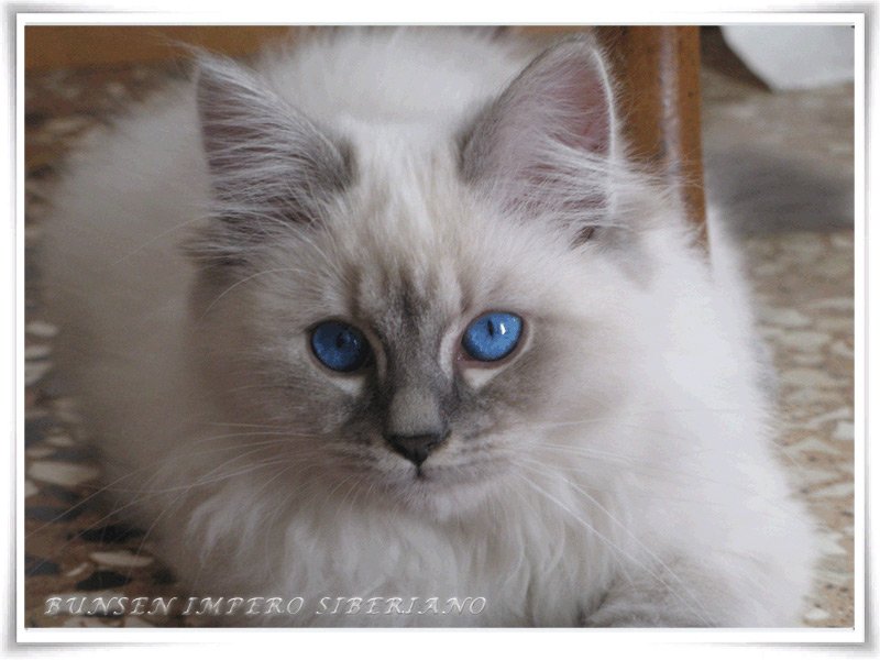 Bunsen Impero Siberiano