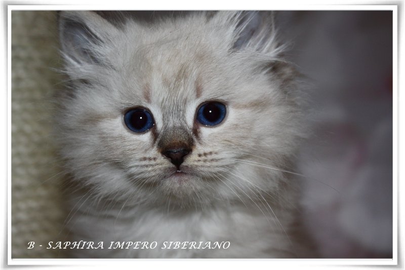 B-Saphira Impero Siberiano