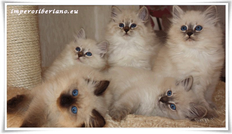 Cucciolata “B”