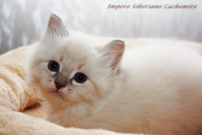 Cachemire Impero Siberiano