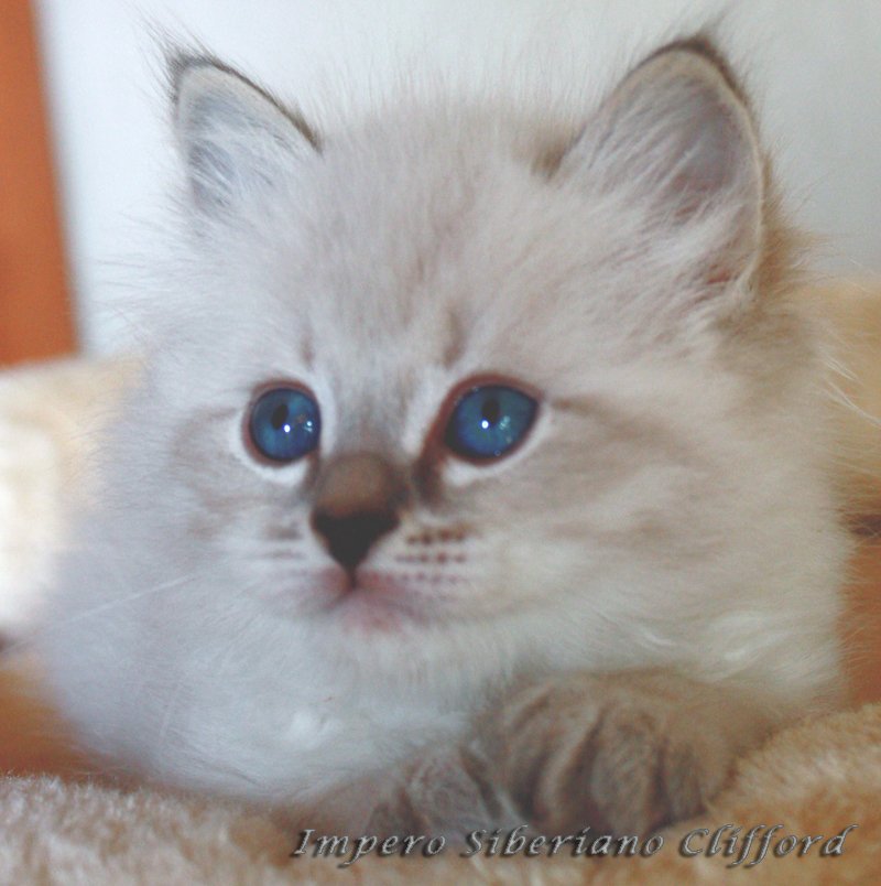 Clifford Impero Siberiano
