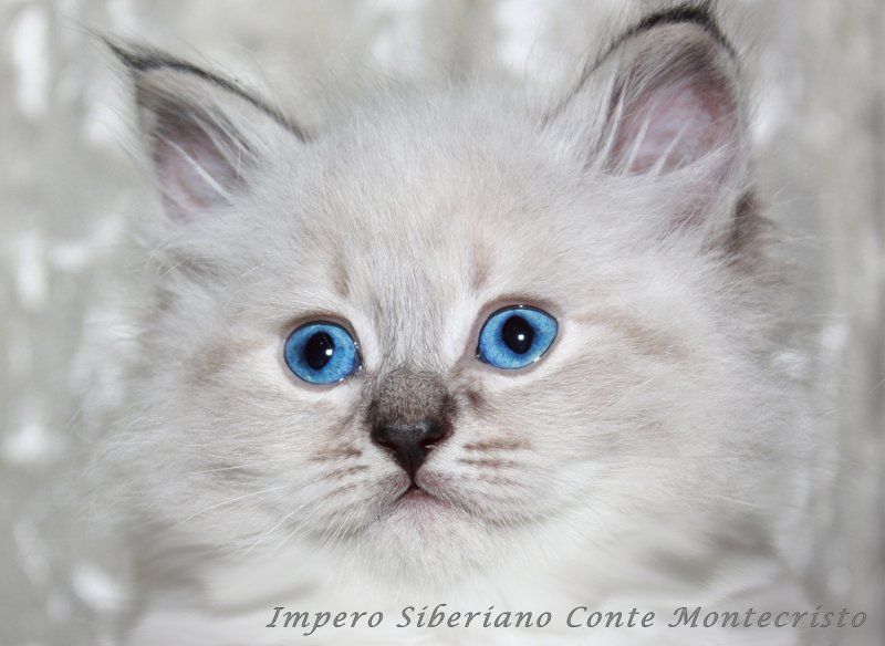 Conte Montecristo Impero Siberiano