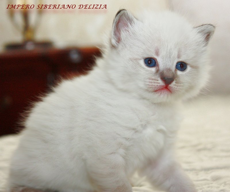 Delizia Impero Siberiano