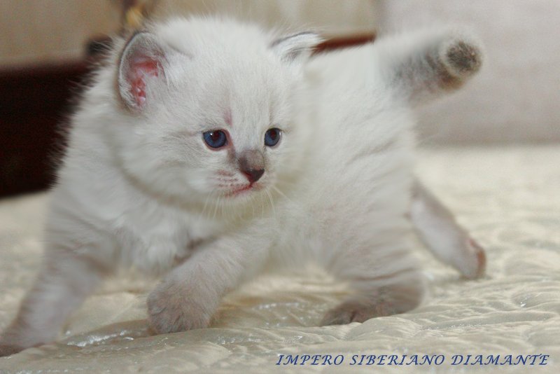 Diamante Impero Siberiano