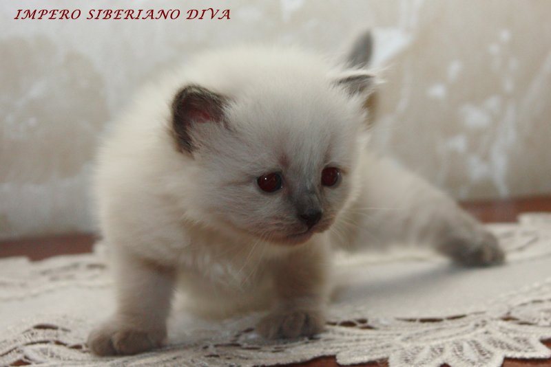 Diva Impero Siberiano