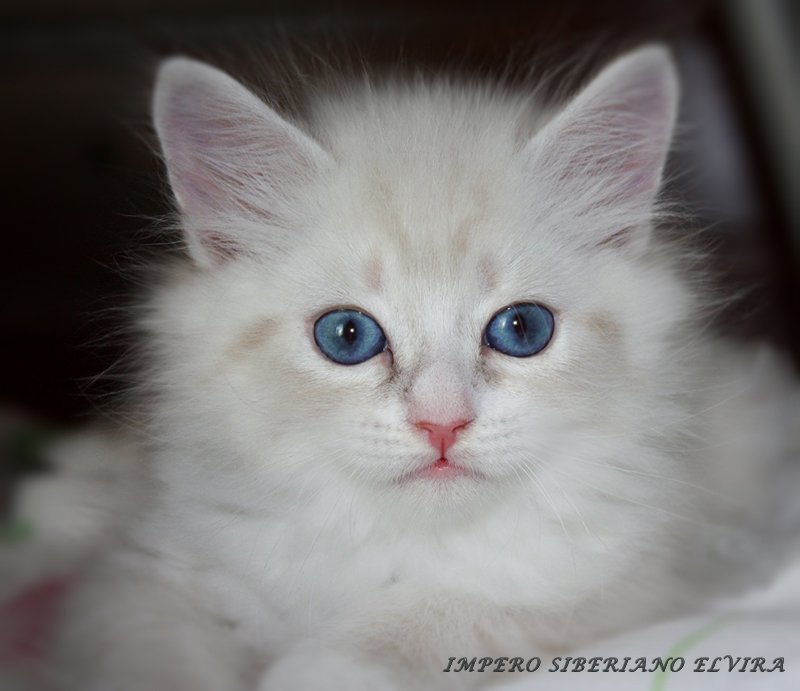 Impero Siberiano Elvira
