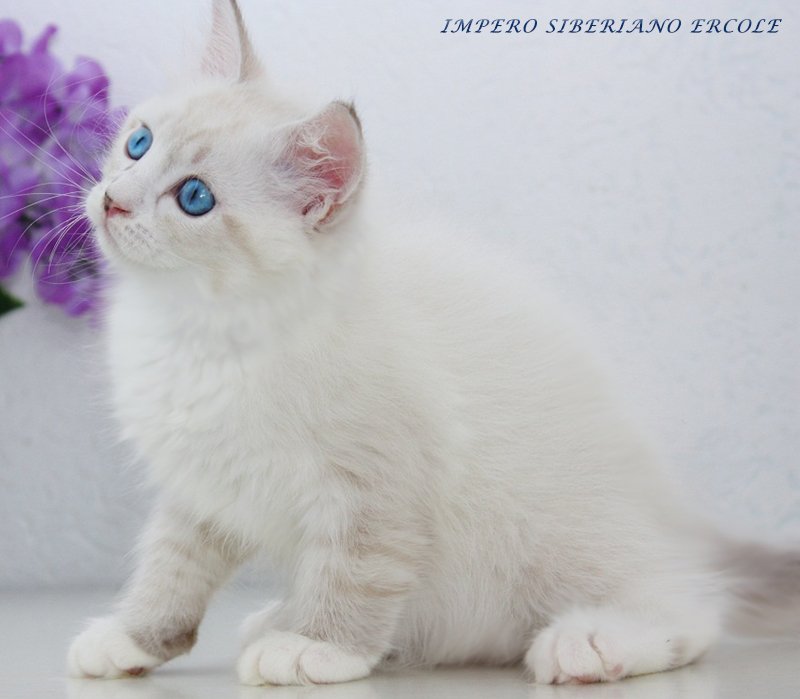 Impero Siberiano Ercole
