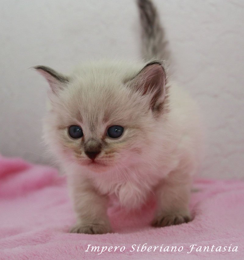 Impero Siberiano Fantasia
