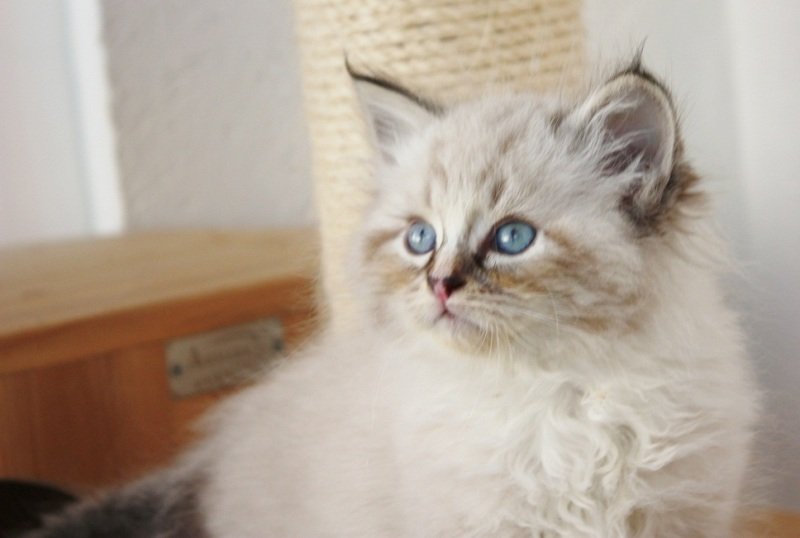 Impero Siberiano Gordon