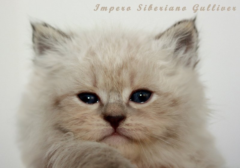 Impero Siberiano Gulliver