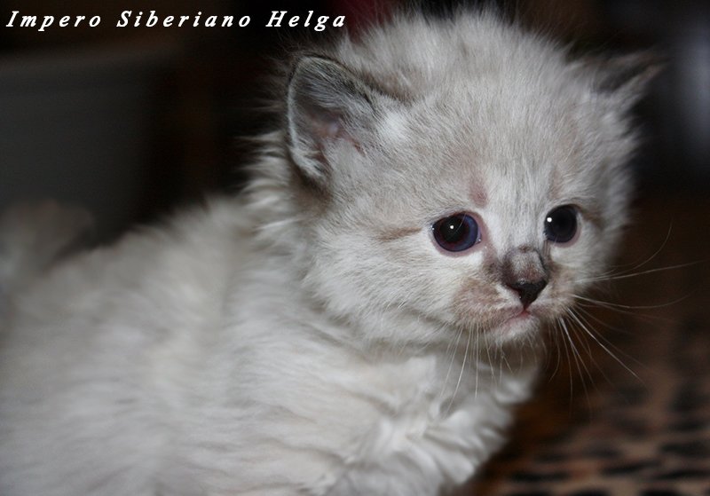 Impero Siberiano Helga