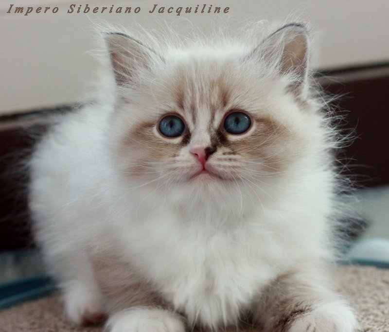 Impero Siberiano Jacquiline