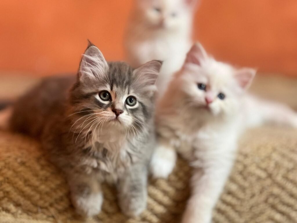 Cucciolata K*