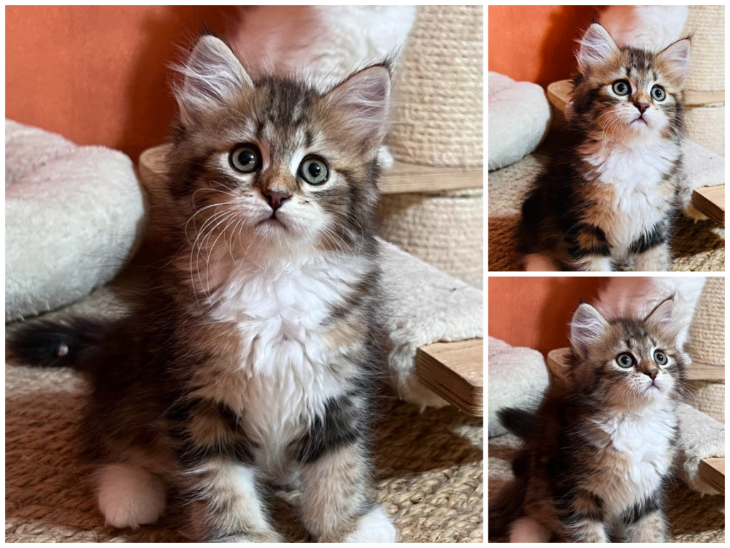 Mokka