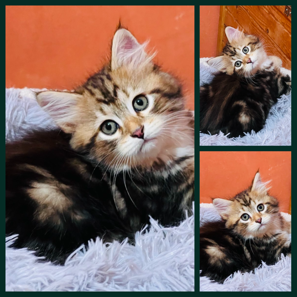 Mango