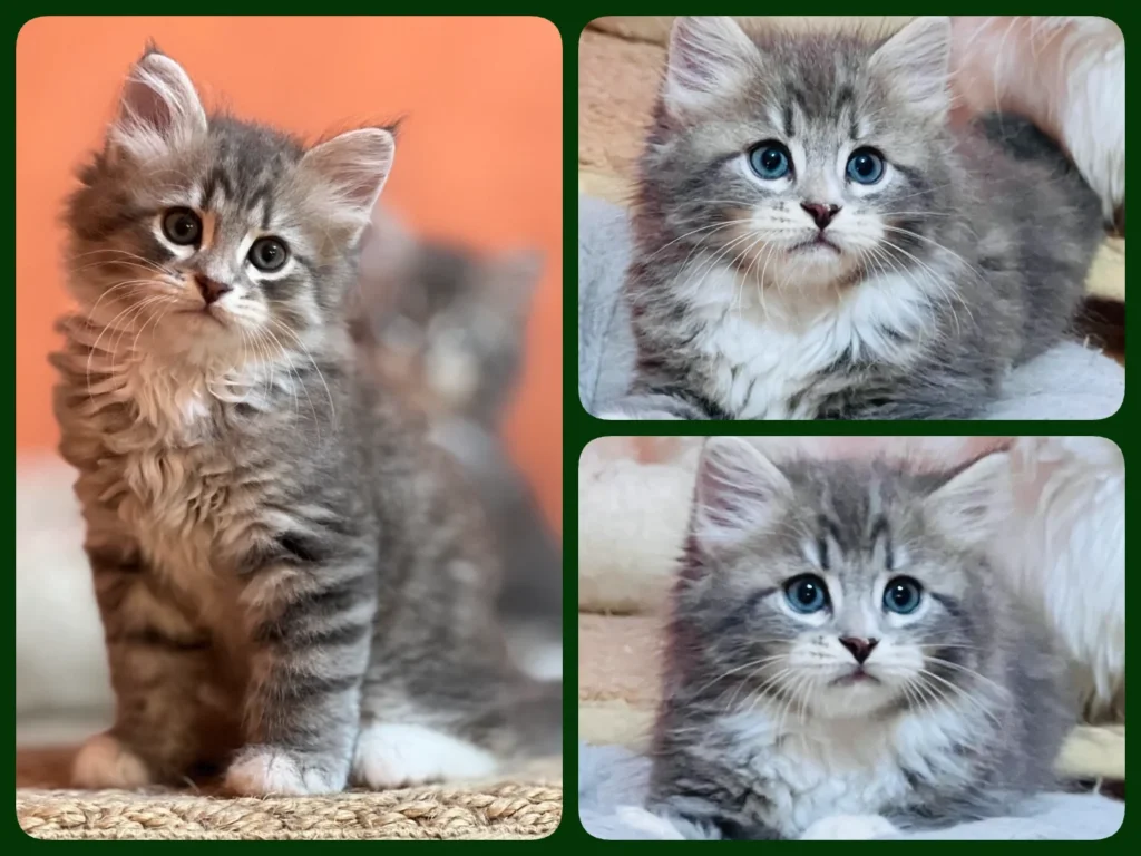 Cucciolata M*