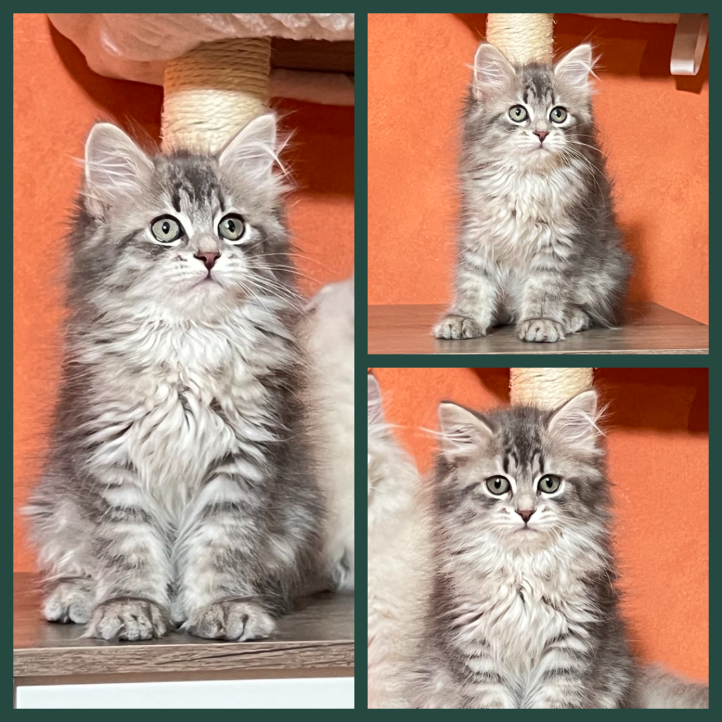 Mya