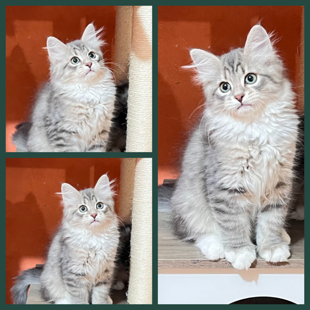 Malibù